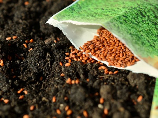 Moc dobrej jakości nasion: Podstawa sukcesu w Twoim ogrodzie