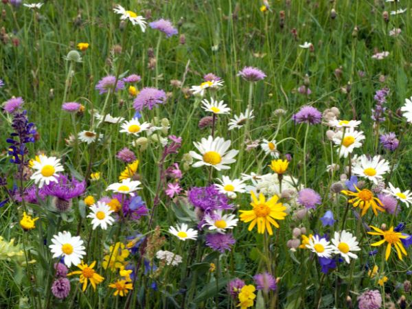 Majestatyczne kwietne łąki: Twój ekologiczny raj w ogrodzie